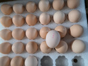 京鲜生柴鸡蛋30枚 3斤 无抗生素 谷物喂养鲜鸡蛋 源头直发 实拍图