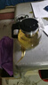 【京东物流】茶壶套装整套茶具大容量玻璃茶杯带滤网耐高温泡茶具 1000ML一壶+四杯套装【无茶盘】 实拍图
