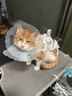 华元宠具（hoopet）猫咪绝育服母猫猫宠物小狗狗手术服透气断奶服公猫防舔术后用衣服 实拍图