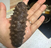 晓芹大连即食海参3斤35-50只 固形物≥75% 辽刺参 海鲜水产 年货 实拍图