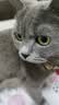 伊纳宝ciao猫零食成猫猫条宠物零食妙好啾噜流质零食布偶猫湿粮鱼条 鸡肉味14g*20条 实拍图