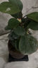 格调生活小盼菩提树盆栽绿植物室内花盆景办公室桌面观叶四季客厅好养活树 菩提【带果发货】舍得陶瓷盆底座 带盆栽好 实拍图
