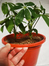 【八方来财】发财树鸭脚木盆栽四季常青桌面防辐射花卉盆景 八方来财【水培小苗1颗】 送肥料 实拍图