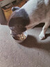 品卓爱倍犬儿欢成犬狗粮 小型中大型犬通用田园犬金毛泰迪柯基哈士奇 实惠囤货装20斤 实拍图