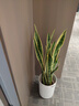 叹为观止大型盆栽金钱榕百合竹金钱树发财树清香木办公室内落地款中型植物 虎皮兰【1.1-1.3米】 不含盆 实拍图