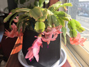 清仓处理花苞蟹爪兰花绿植盆栽室内大苗好阳台养耐活四季开花花卉 少女粉：20-30头【带花苞】+白色南瓜塑料蓄水盆 四季重复开花【耐寒】+送营养土 实拍图