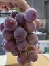 顺丰辽宁巨峰葡萄5斤新鲜东北大葡萄当季现摘水果巨甜无籽黑提子L 净重3斤装【顺丰快递】 实拍图