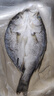 GUO LIAN国联水产 三去海鲈鱼400g*3条 总净重2.4斤 鱼类年货节源头直发 实拍图