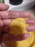 赤川敖汉黄小米5斤 25年新米金苗K1 内蒙古赤峰小米粥杂粮粥黄小米 实拍图