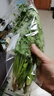 带根香菜100g 实拍图
