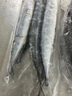 深海秋刀鱼 新鲜海捕船冻锁鲜无冰日式料理海鲜烧烤食材 生鲜鱼类 海捕秋刀鱼1斤（5-7条/斤） 实拍图