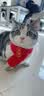祈晴猫咪围脖猫咪围巾小猫围脖宠物围巾新年饰品狗狗过年圣诞小狗围兜 锦鲤款【招财】 可调节（5-20斤） 实拍图