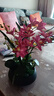 高档蕙兰仿真花假花带花瓶套装摆件家居客厅电视柜餐桌前台装饰花 黑瓶+玫红色套装 实拍图