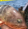 新鲜石斑鱼深海野生海鱼石斑鱼冷冻特大老虎斑红口斑珍珠斑顺丰 野生大石斑鱼6条/每条351g-501g 实拍图
