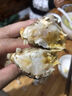 【活蟹】阳澄帝 大闸蟹鲜活  现货特大螃蟹公蟹母蟹精品礼盒装 现货公6.0两母5.0两5对 10只装 实拍图