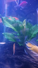 【京东物流】水草套餐 好养耐活真水草植物绿菊大叶绿九冠鱼缸 三头丹麦榕沉木 实拍图