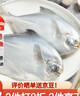鲜到鲜得 东海银鲳鱼400g/2条装 平鱼 生鲜鱼类 深海鱼 海鲜 年货 实拍图