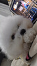 来旺兄弟宠物美容拉毛吹风机迷你猫咪狗狗洗澡毛发蓬松去浮毛造型梳 实拍图