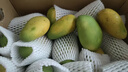 京鲜生 海南小台农芒果3斤装 单果70g起 约17-21个 新鲜水果 实拍图