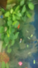 吉印刀锋s鱼缸灯led灯防水全光谱鱼缸照明灯水草灯小型超白鱼灯96cm 实拍图