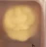 知味观定胜糕状元糕桂花绿豆糕杭州特产中华老字号糕点点心高考伴手礼品 原味绿豆糕50g 实拍图