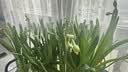 景曦漳州水仙花大种球正宗大花头 水培球根植物 精选大球4个 23-24cm(水仙特级精选) 实拍图