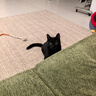 麦富迪猫粮 barf霸弗天然猫粮冻干幼猫粮高蛋白温和养护肠胃牛肉7.2kg 实拍图