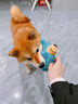 甜浪海狗狗玩具耐咬自嗨解闷小狗幼犬磨牙发声玩具怪叫拖把宠物狗的玩具 实拍图