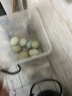 峪农山绿壳乌鸡蛋农家散养绿壳蛋虫草蛋小时候的味道儿童孕妇可食 30枚绿壳蛋 实拍图