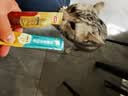 猫条猫零食补充营养味美妙鲜湿粮包猫罐头猫条100支整箱猫咪零食 猫条三文鱼磷虾口味【15g*30支】 实拍图
