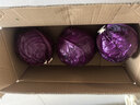 京地达山东新鲜紫甘蓝紫 净重5斤 单颗500g+包菜球起源头直发包邮 实拍图