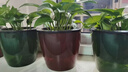 九千谷花盆塑料 自动吸水懒人花盆室内阳台高透明自吸水花盆 3个装9486 实拍图