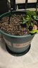 墨斗鱼花盆加仑盆加厚高款5加仑*2种菜盆大号盆栽树脂塑料简约带托盘 实拍图