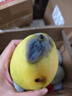 集南鲜 越南青玉芒果 芒果当季大青皮黄皮大芒果新鲜水果整箱 含箱10斤  单果200g起  净重9斤 实拍图