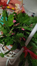 清仓处理花苞蟹爪兰花绿植盆栽室内大苗好阳台养耐活四季开花花卉 3个混色：20-30头【带花苞】+提拉米苏树脂盆 四季重复开花【耐寒】+送营养土 实拍图