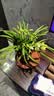 花盆绿植盆栽古典仿紫砂加厚塑料花盆树脂花开富贵大花盆送托盘 仿紫砂盆H350【32*22.5】 一套装【送托盘】 实拍图