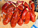 鲜京采【保活】鲜活波士顿龙虾800-1000g/2只 保活到家 源头直发年货 实拍图