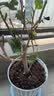沭之美三角梅盆栽树苗植物室内外阳台庭院四季开花爬藤观花绿植源头直发 实拍图