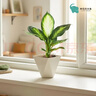 玛丽安盆栽绿植室内桌面懒人好养活四季耐阴净化空气观叶花卉植物 玛丽安+方韵树脂套盆 无规格 实拍图