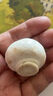 白蘑菇(口蘑) 230g 实拍图