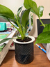 特价绿萝盆栽室内客厅办公室吸甲醛净化空气水培植物绿植花卉好养 【1盆】绿萝+白色南瓜盆自吸水 整体含盆高度20-25cm 晒单实拍图