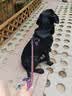 京七冻干狗粮40斤装通用成犬幼犬20kg狗干粮鸡肉鸭肝整颗蛋黄冻干七拼 实拍图