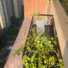 安尔雅  欧式阳台花架花盆 铁艺栏杆多层悬挂式花盆架壁挂绿萝多肉花架 实拍图