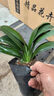 大盆君子兰盆栽名贵国宝级花卉苗绿植物圆头和尚室内客厅四季好养 【特惠款】5-8片叶子+土送肥料 送肥料 实拍图