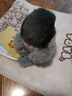 捉趣小鸟毛绒玩具玩偶睡觉桌伴抱枕陪睡布娃娃生日礼物送女生七夕礼物 大山雀-约11cm 鹦鹉鸟系列 实拍图