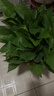 双盟绿萝盆栽除甲醛花卉绿植办公室新房净化空气180加仑2盆装源头直发 实拍图