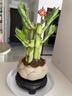 花翁水培绿植室内水养花卉盆栽 富贵竹+莲花陶盆+底座+铺面砂源头直发 实拍图
