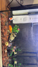 森森 小鲤鱼缸过滤器净水循环三合一内置水族箱过滤系统XQP-500F 6W 实拍图