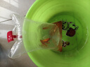 金鱼草金鱼观赏鱼冷水好养耐活小鱼苗锦鲤 2-4cm 红草金买10条送10条（加备损） 实拍图