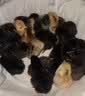 太阳能冬季取暖器大棚增温灯蔬菜水果花卉养殖专用增温保温补光灯 主灯300W+三色可调+光控+遥控 实拍图